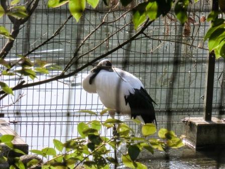 A Japanese crane in Ueno Zoo.